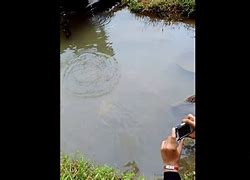 Cara Memancing Ikan Patin Di Kolam